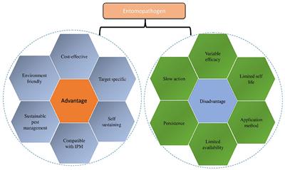 Entomopathogen-based biopesticides: insights into unraveling their potential in insect pest management